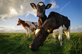 cow